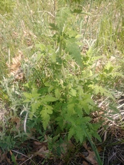 Aureolaria pedicularia