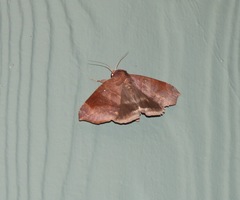 Bastilla hamatilis