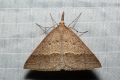 Epidesmia hypenaria