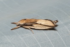 Pilostibes basivitta