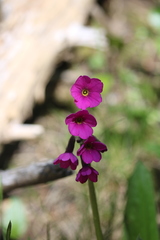 Primula parryi