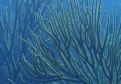 Plexaurella nutans