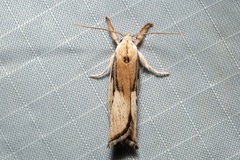 Pilostibes basivitta