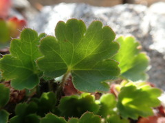 Heuchera rubescens