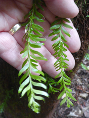 Tmesipteris sigmatifolia