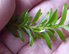 Tmesipteris sigmatifolia