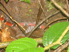 Erythrolamprus mimus