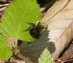 Osmia bucephala