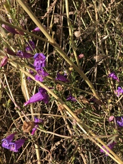 Penstemon heterophyllus australis