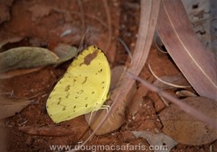Eurema hecabe solifera