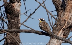 Emberiza cabanisi