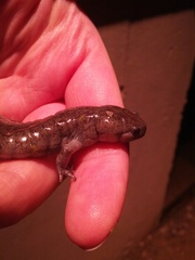 Ambystoma barbouri
