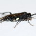 Macrophya nigra - Photo (c) Owen Strickland,  זכויות יוצרים חלקיות (CC BY), הועלה על ידי Owen Strickland