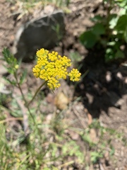 Pseudocymopterus