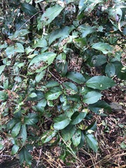 Mallotus claoxyloides