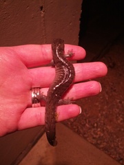 Ambystoma barbouri