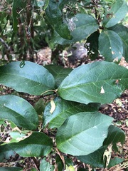 Mallotus claoxyloides
