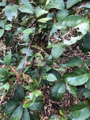 Mallotus claoxyloides