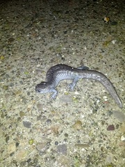 Ambystoma barbouri