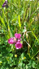 Sidalcea malviflora