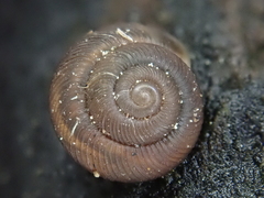Discus whitneyi