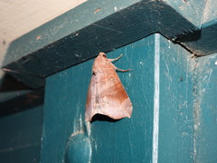 Bastilla hamatilis