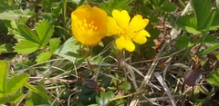 Potentilla stolonifera