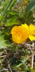 Potentilla stolonifera