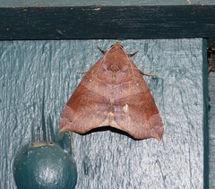 Bastilla hamatilis