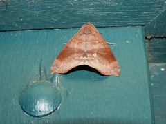 Bastilla hamatilis