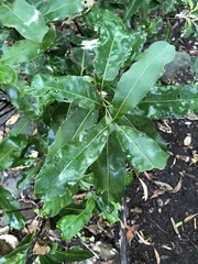 Macadamia integrifolia