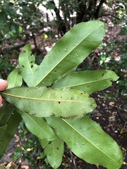 Macadamia integrifolia