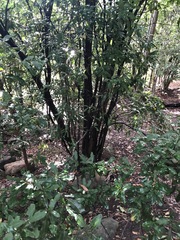 Macadamia integrifolia