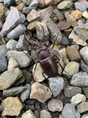 Lucanus formosanus