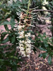 Macadamia integrifolia