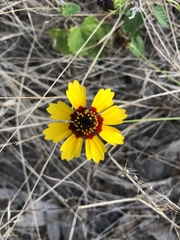 Coreopsis basalis