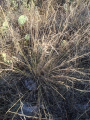 Nassella leucotricha