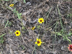 Coreopsis basalis