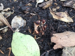 Podoscypha petalodes