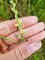 Ludwigia suffruticosa