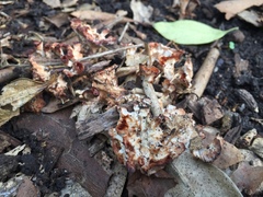 Podoscypha petalodes