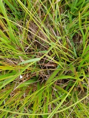 Ludwigia suffruticosa