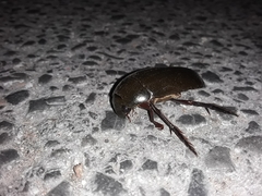 Hydrophilus insularis