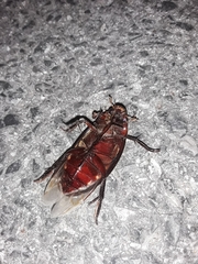 Hydrophilus insularis