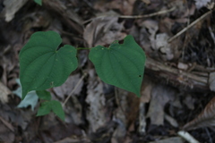 Dioscorea villosa