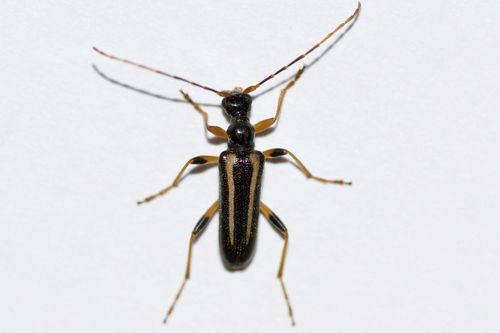 Stripe-legged Long-horned Beetle