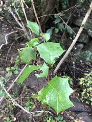Alchornea ilicifolia