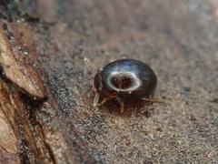 Leiodidae