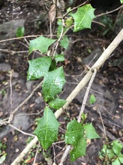 Alchornea ilicifolia