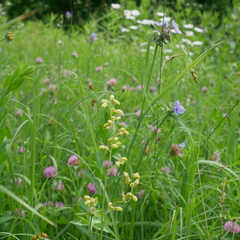 Heuchera richardsonii